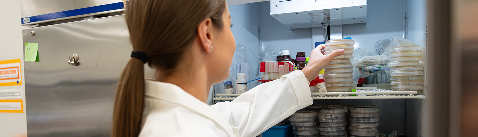 Researcher in a lab coat placing petri dishes into a laboratory refrigerator filled with scientific samples and equipment.