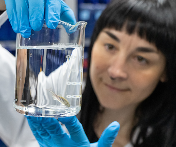 MacEwan University student conducting zebrafish research in a lab