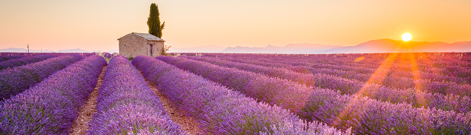 France lavender fields