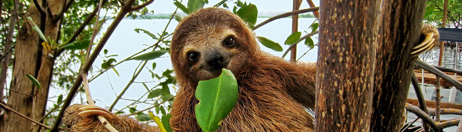 Sloth in Costa Rica