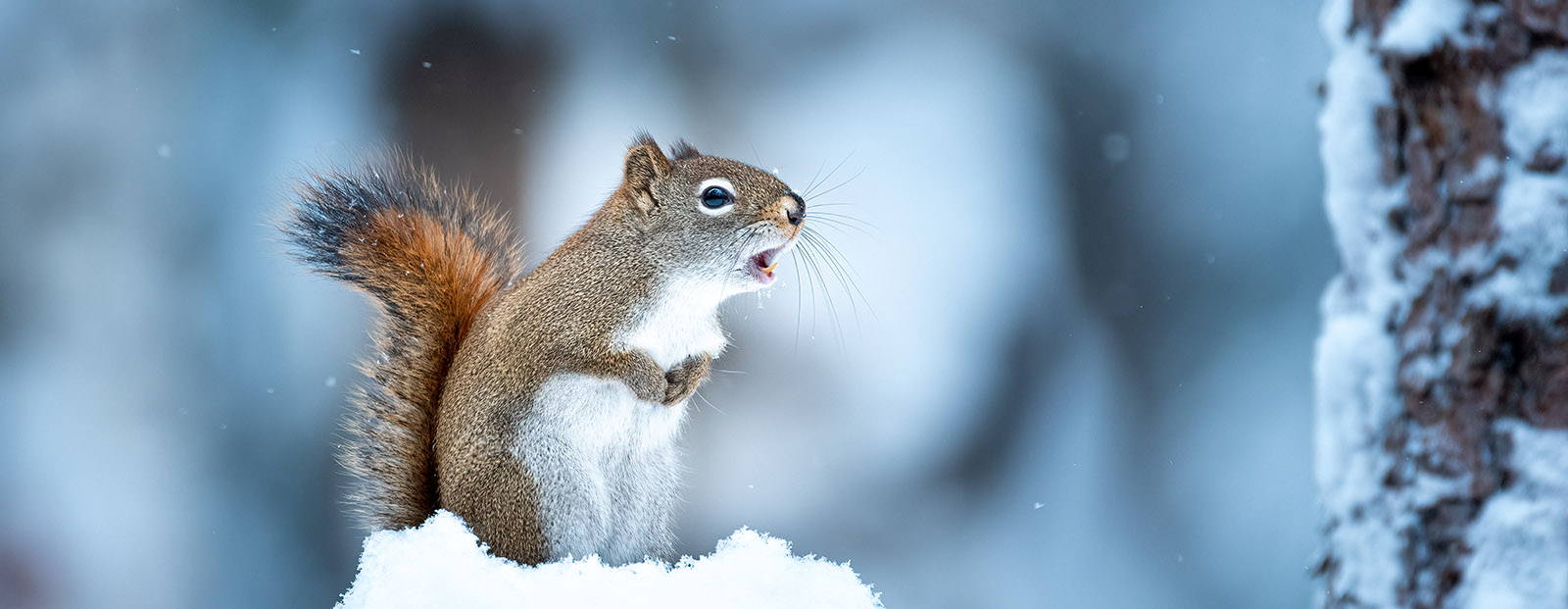 North American red squirrel