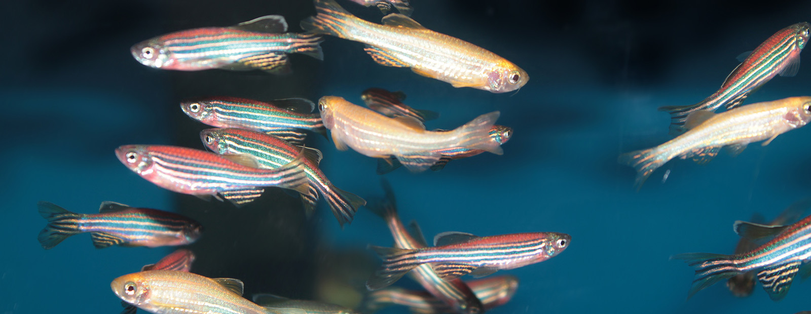 Zebrafish