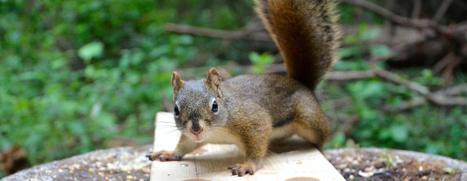 North American red squirrel