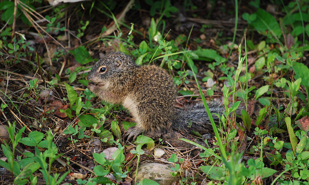 Franklin's ground squirrel in the forest