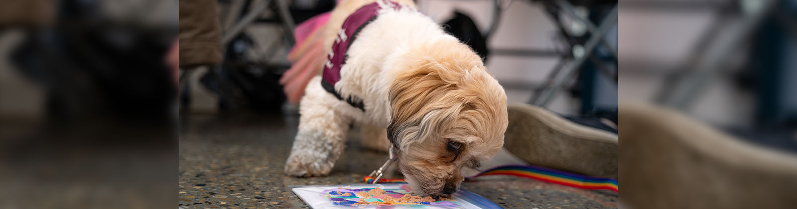 Maggie, a PAWWS dog, makes a peanut butter craft during a Pride Week Art Buffet