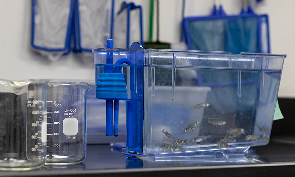 A collection of about 12 zebrafish in a small tank on a countertop next to an empty beaker. 