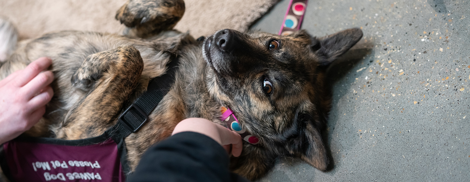 Students pet a dog wearing a maroon PAWSS vest.