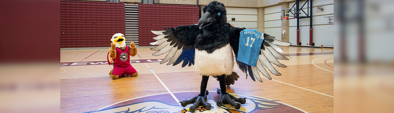 A giant magpie mascot holds a blue "Magpies" jersey over its wing while the Griff mascot kneels in the background, looking distraught.