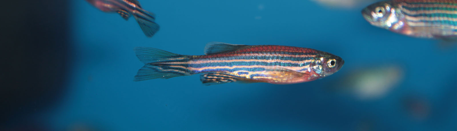 A close-up of a zebrafish with several others in the background