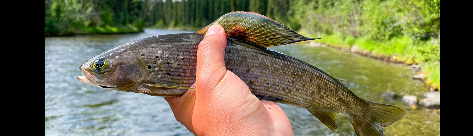 A hand holding a fish with a rainbow-coloured dorsal fin with a river and lush vegetation in the background",       "storyURL": "\/campus-life\/news\/2025\/04\/research-recasted-miller-