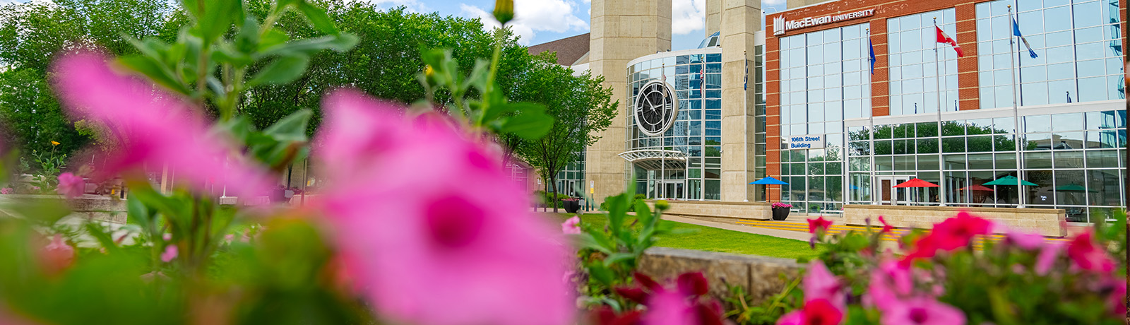 A photo of the clock tower with pink petunias in the foreground