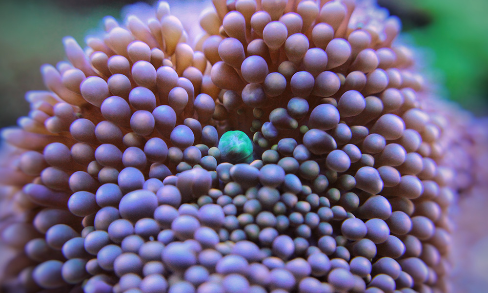 Close-up image of a soft-bodied coral