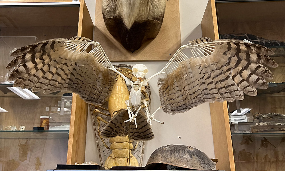 An owl skeleton mounted with feathers attached to the wings and tail.