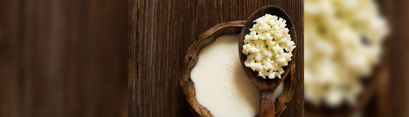 A wooden spoon full of kefir grains is balanced on the edge of a wooden bowl of liquid kefir.
