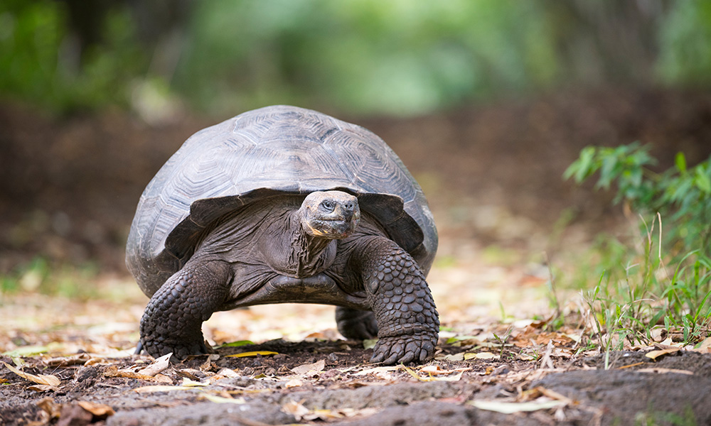 A giant tortoise walking along a forest path