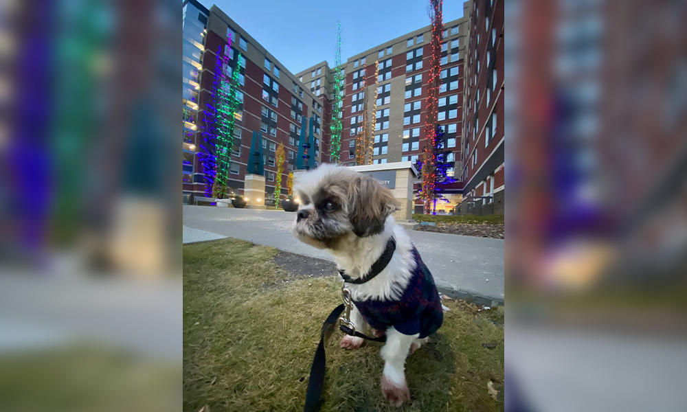 A dog on a leash, wearing a vest, sits in front of a large apartment building.