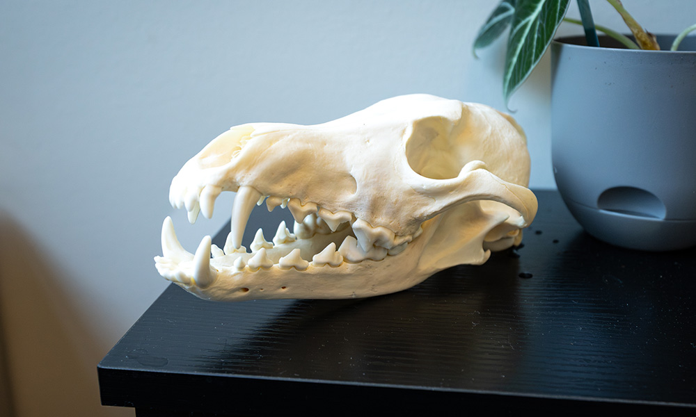 A coyote skull sits on a bookshelf.