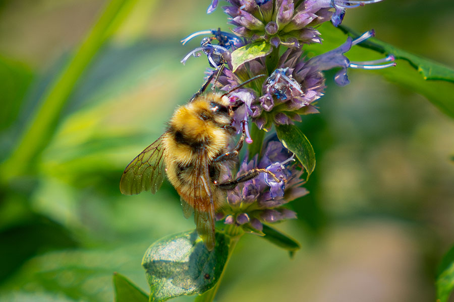 A bee on a lavendar plant in the MacEwan community garden