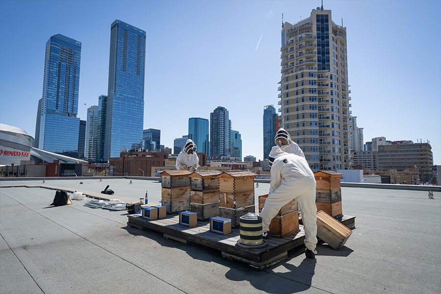 Beekeepers on the roof of Building 5