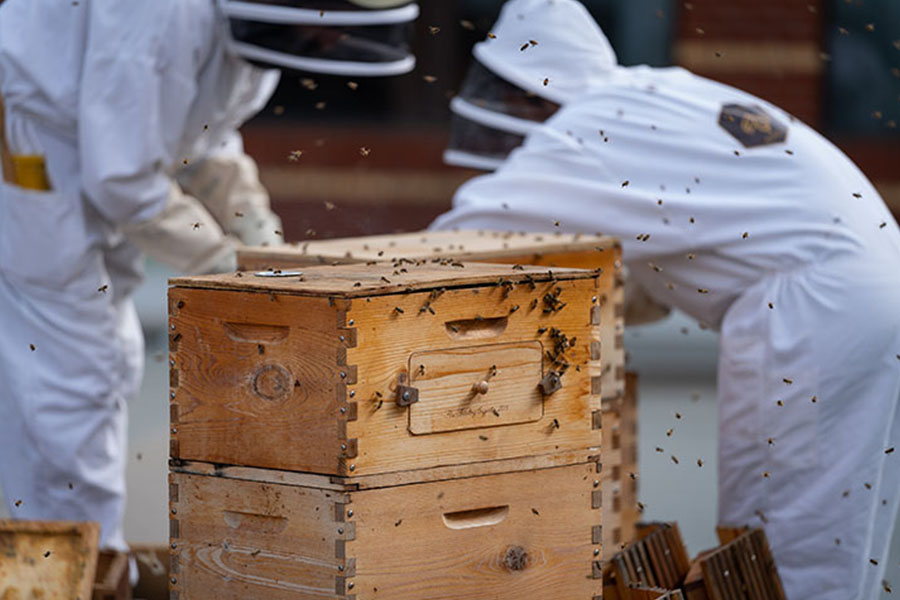 A hive with swarming bees in the foreground and MacEwan beekeepers in the background