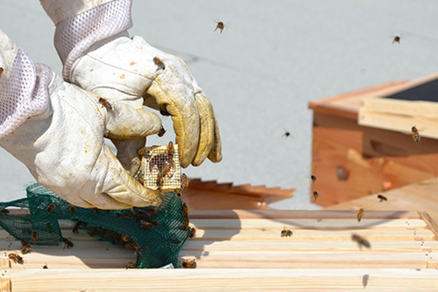 Gloved hands of a beekeeper holding part of the hive