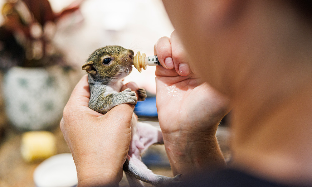A small squirrel drinks from a syringe in a person's hand.