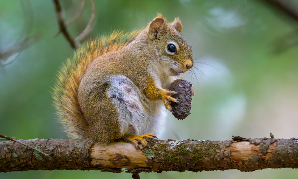 A squirrel sits on a branch and holds an acorn