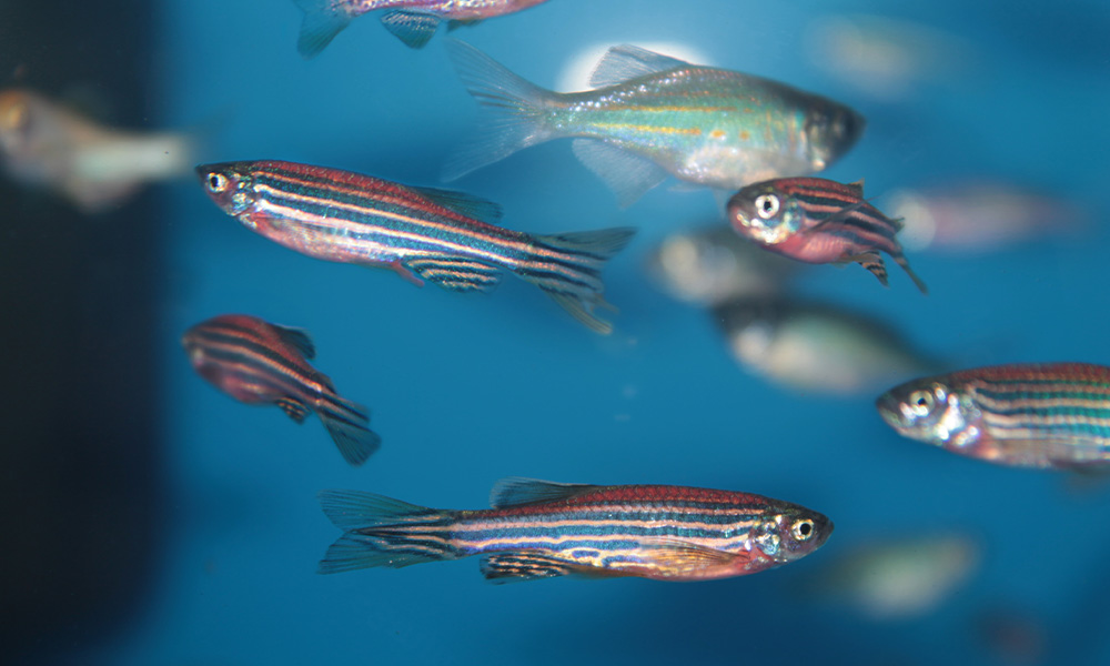 Zebrafish swim in a water tank.