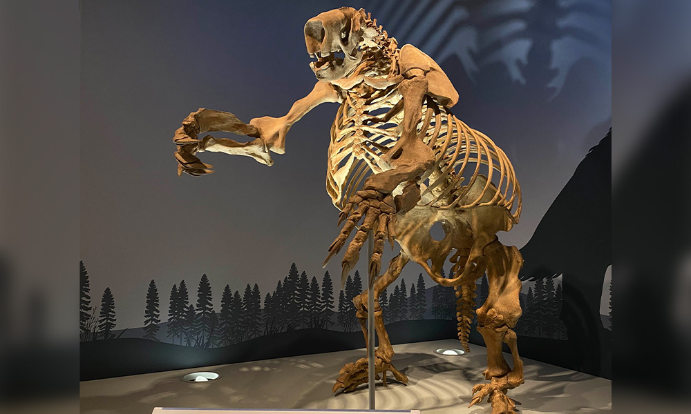 A skeletal mount of a giant sloth on display in the Royal Alberta Museum.