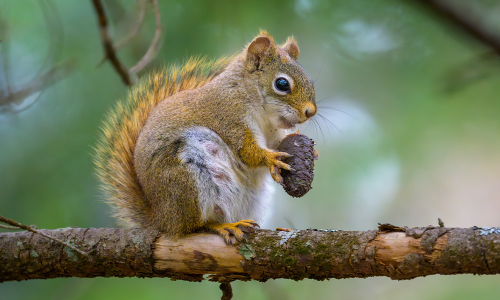 A squirrel sits on a branch and holds a pinecone.