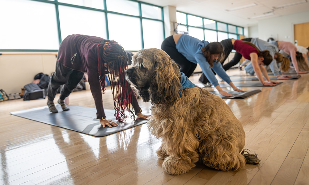 A dog sits in front of a lineup of people in activewear in the downward dog yoga pose.