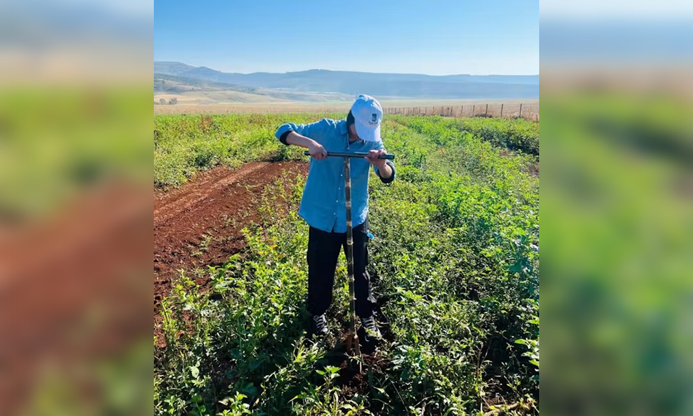 A woman uses a tool to dig into a growing green crop.