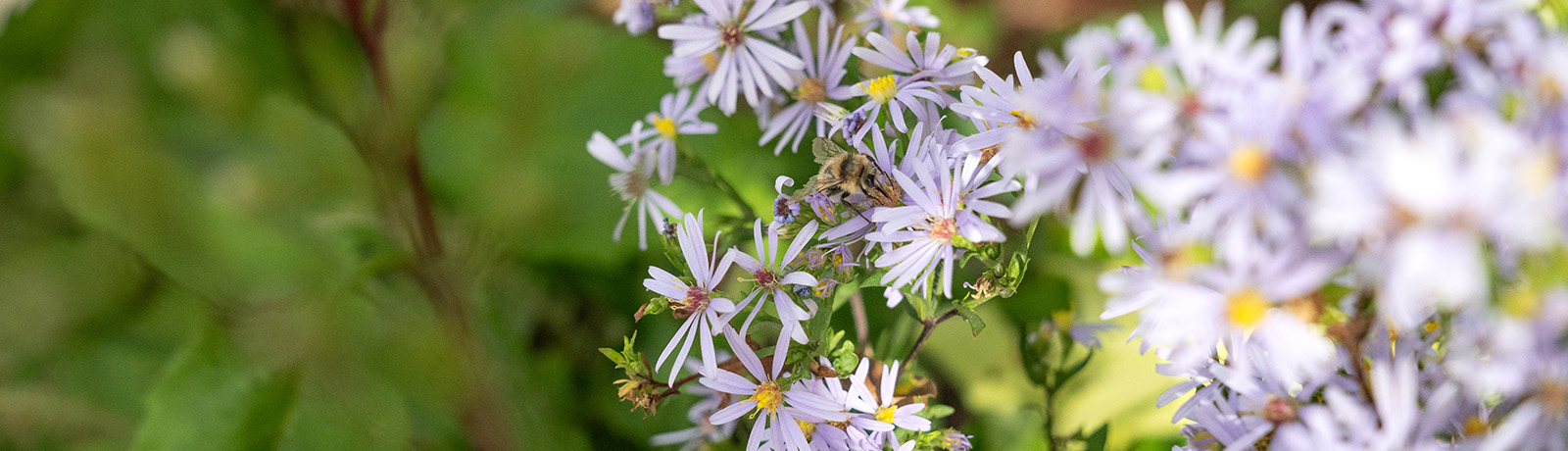 A bee in a grouping of purple flowers