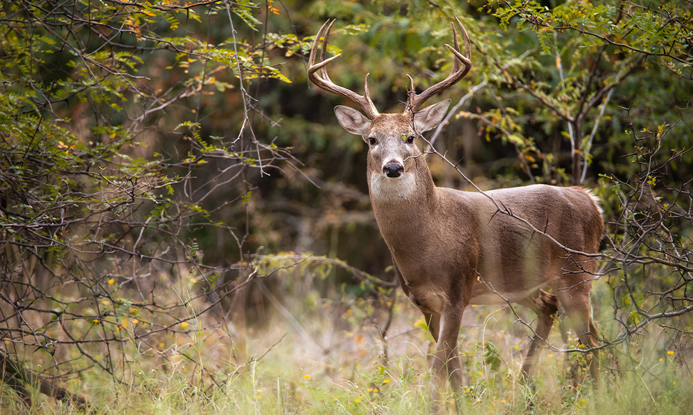 A white-tailed buck stands in front of a bunch of trees.