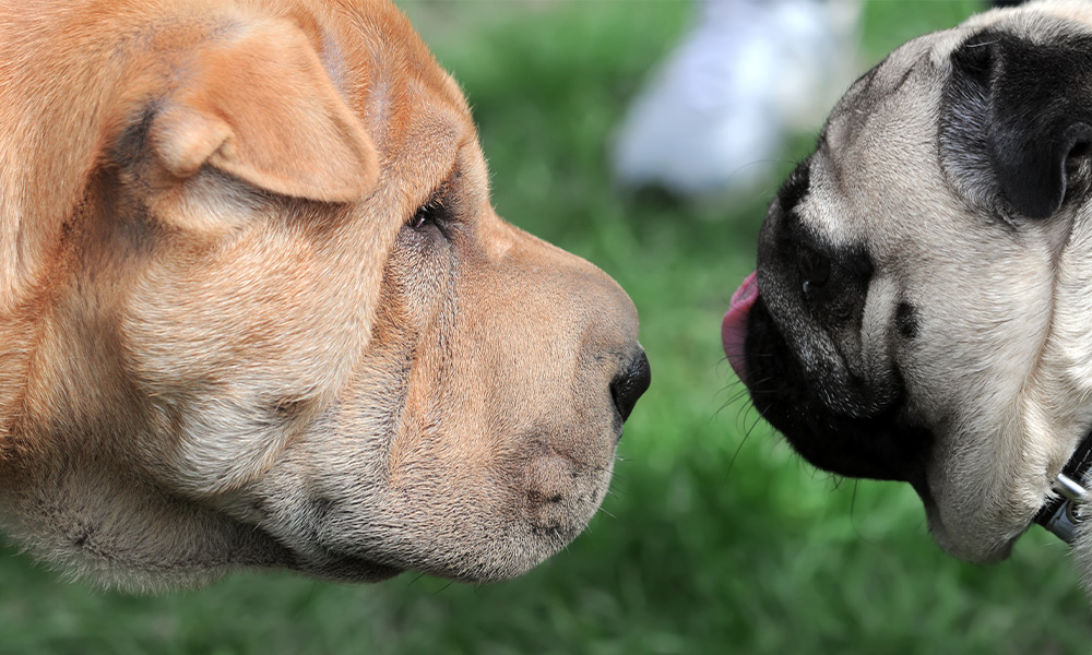Two dogs of different breeds are very close together, looking at one another.