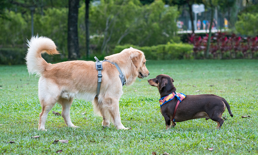 Two dogs face each other, looking at one another in an open park space.