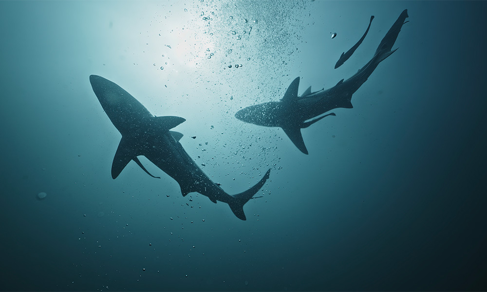 A view from below of two sharks swimming in the ocean.