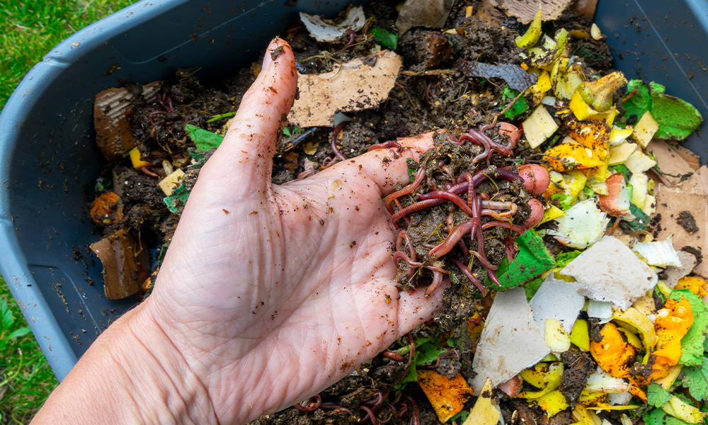 A hand holds dirt full of worms over a compost bin.