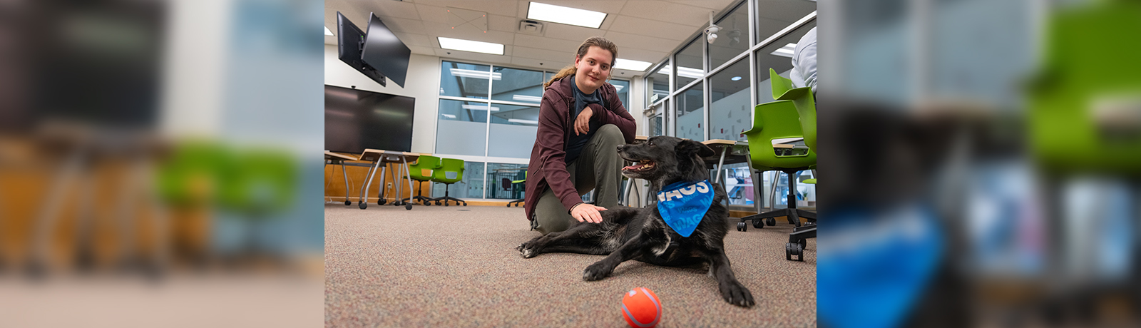 A dog and a person together in a room, the person is crouched and petting the dog who is laying down in front of them.