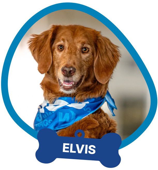 Elvis