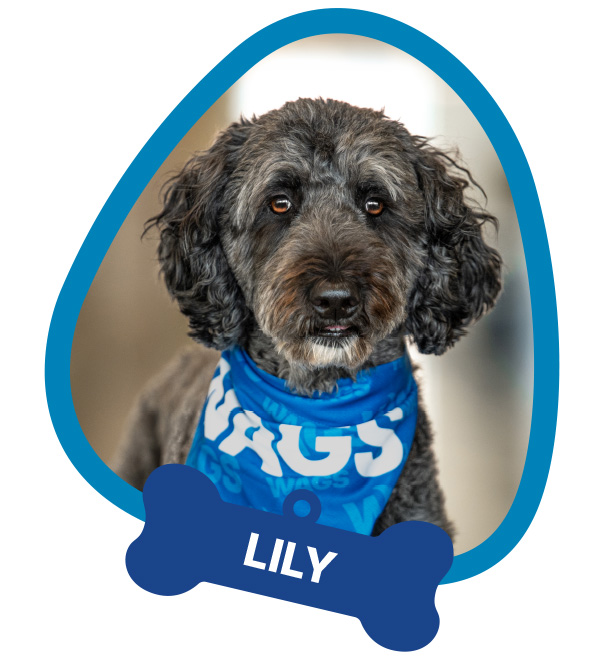 Lily