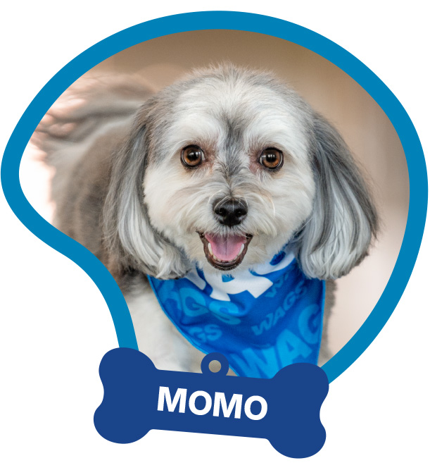 Momo