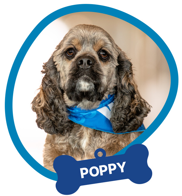 Poppy