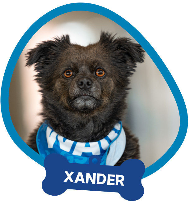 Xander