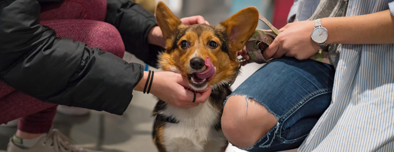 People petting corgi photo.