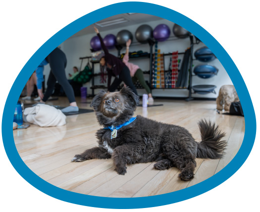 WAGS dog laying down at a yoga class