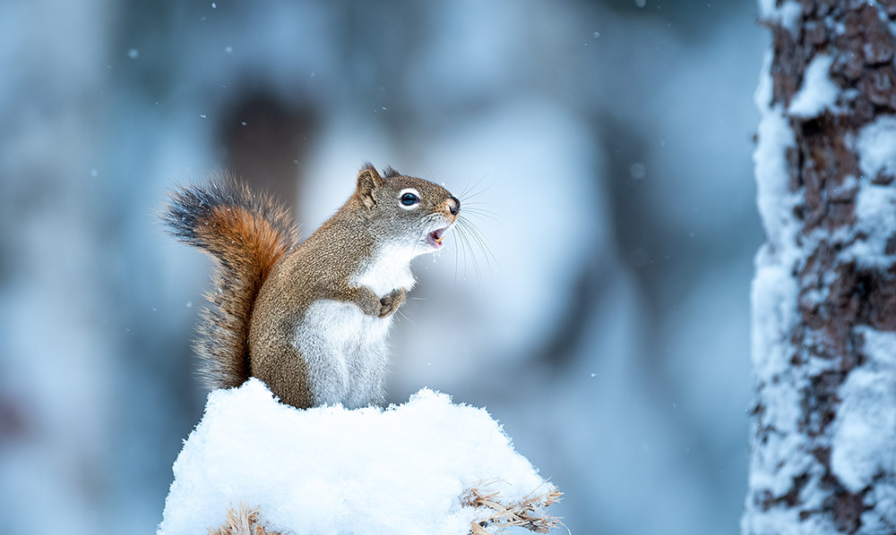 A North American red squirrel with its mouth open making a call