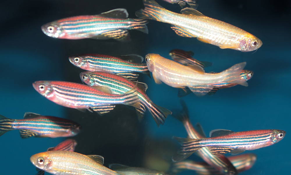 Zebrafish