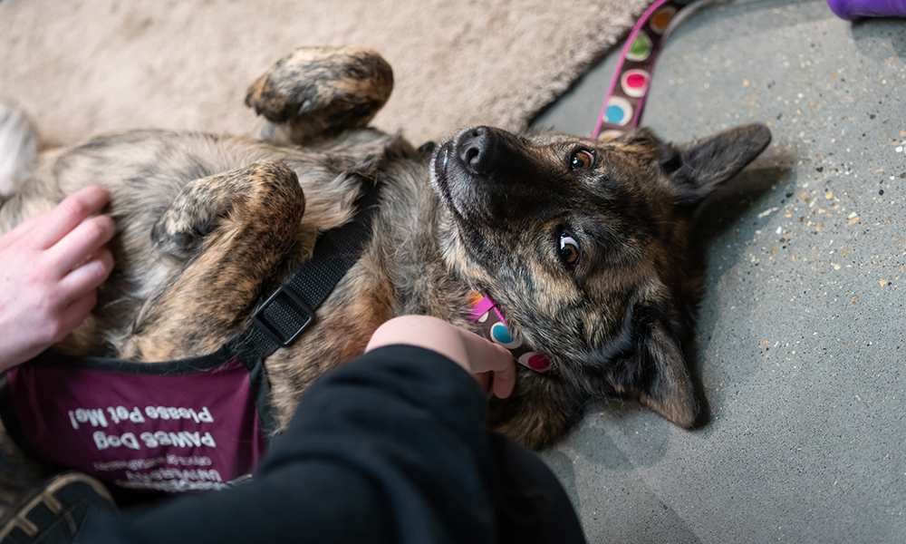 Students pet a dog wearing a maroon PAWSS vest