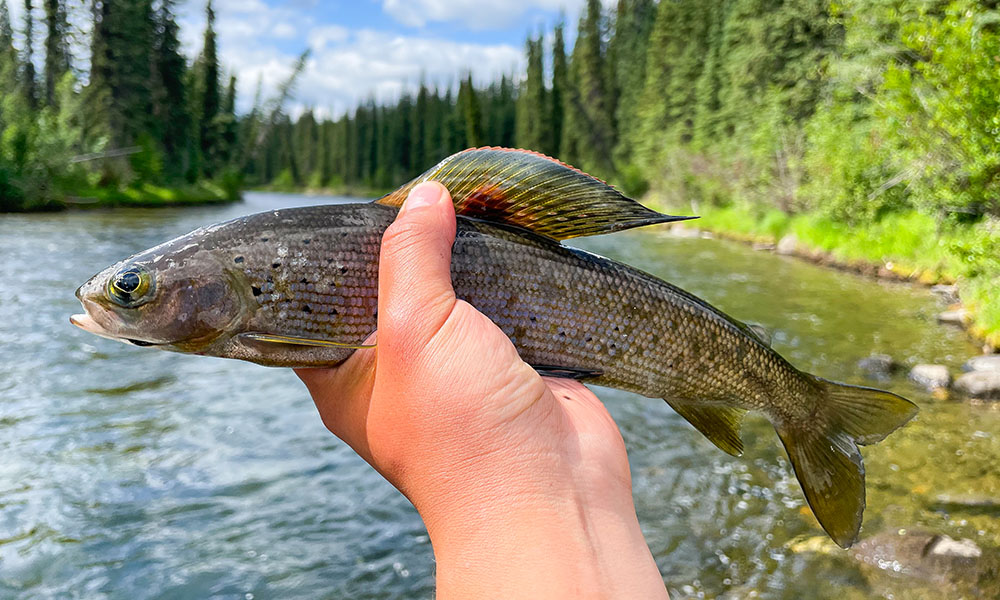A hand holding a medium-sized fish that has a very colourful dorsal fin. A river is in the background.